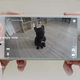 Illustration for article titled This Petcube Camera Can Toss Treats and Even Has Alexa Built-In